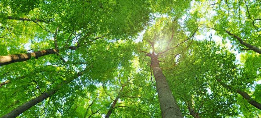 View of a canopy of trees from below, backlit by the sun